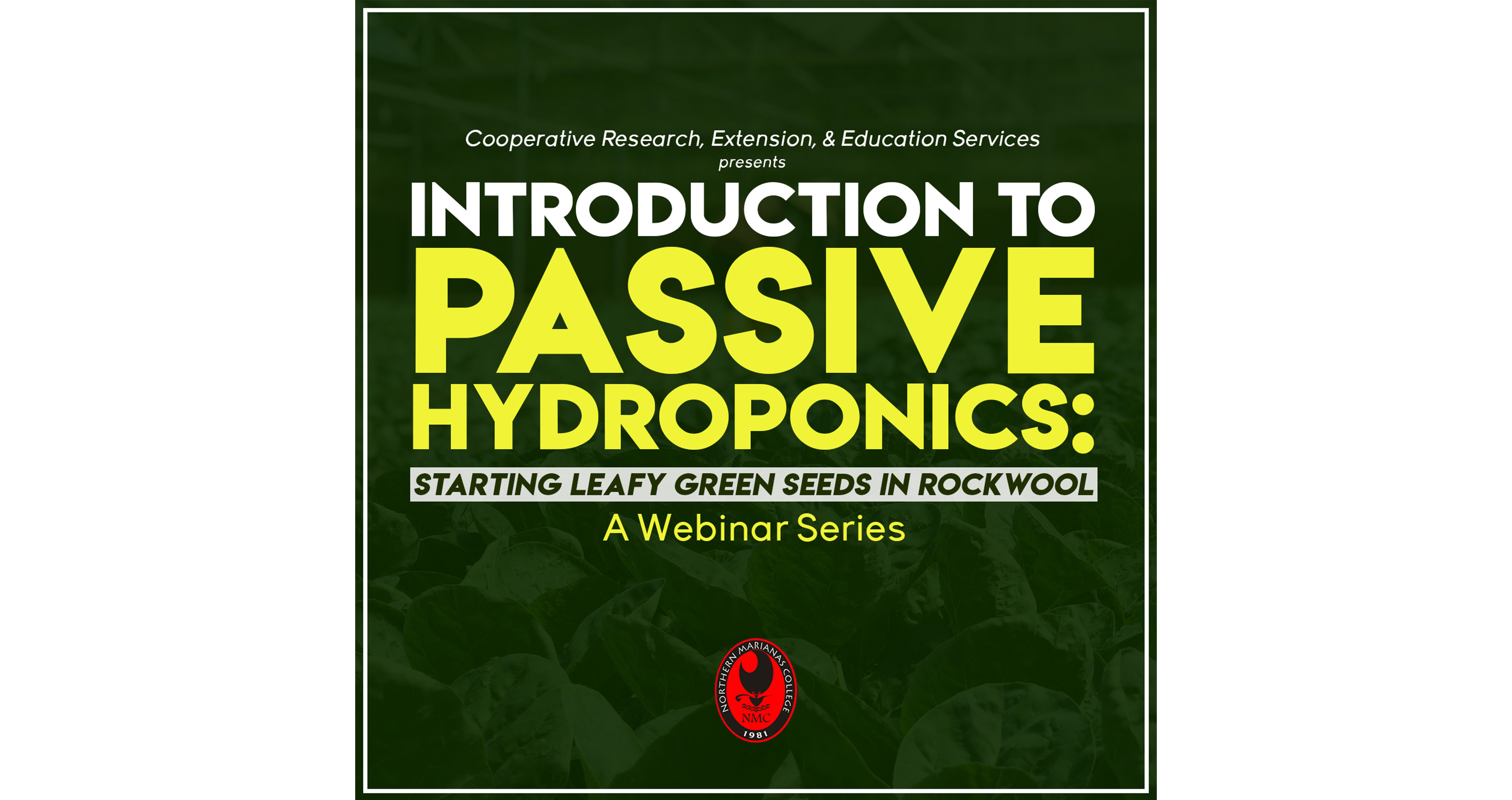 Introduction to Passive Hydroponics: Starting Leafy Green Seeds in Rock Wool